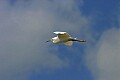 Florida 2 770 snowy egret against sky.jpg