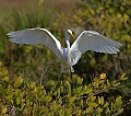 Florida 2 772 great white egret speading wings.jpg