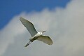 Florida 2 780 snowy egret against sky.jpg