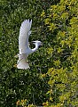 Florida 2 785 snowy egret in flight.jpg