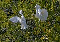 Florida 2 787 snowy egrets fighting.jpg