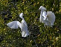 Florida 2 787 territorial snowy egrets.jpg