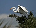 Florida 2 802 great egret.jpg