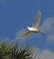 Florida 2 810 snowy egret in flight.jpg