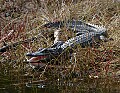 Florida 256 gaping alligator.jpg