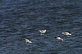 Florida 276 avocets feeding.jpg