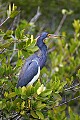 Florida 281 tricolored heron.jpg