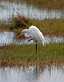 Florida 316 great white egret.jpg