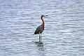 Florida 344 reddish egret.jpg