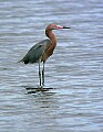 Florida 350 reddish egret.jpg