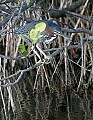 Florida 399 green heron.jpg