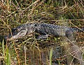 Florida 425 alligator.jpg