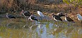 Florida 438 immature white ibis and snowy egret.jpg