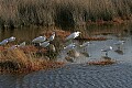 Florida 452 snowy and great white egrets.jpg