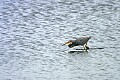 Florida 466 tri colored heron.jpg