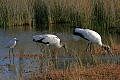 Florida 468 wood storks and snowy egret.jpg