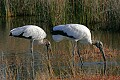 Florida 477 wood storks.jpg