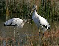 Florida 486 wood storks.jpg