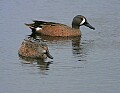 Florida 501 blue-winged teal.jpg