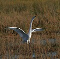 Florida 505 displaying great egret.jpg