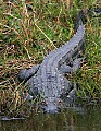 Florida 509 alligator gaze.jpg