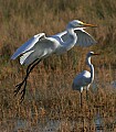 Florida 511 landing great egret.jpg