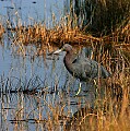 Florida 546 lttle blue heron.jpg