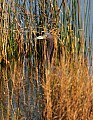 Florida 558 little blue heron.jpg