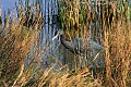 Florida 561 little blue heron.jpg