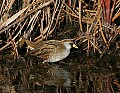 Florida 564 Sora.jpg