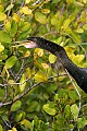 Florida 565 anhinga.jpg