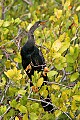 Florida 576 anhinga.jpg