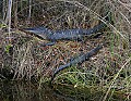 Florida 609 big and little alligator.jpg