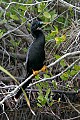 Florida 618 anhinga.jpg