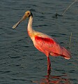 Florida 633 roseate spoonbill.jpg