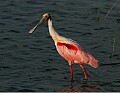 Florida 637 roseate spoonbill.jpg