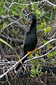 Florida 638 anhinga.jpg