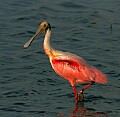 Florida 639 roseate spoonbill.jpg