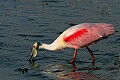 Florida 648 roseate spoonbill.jpg