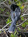 Florida 696 anhinga preening.jpg