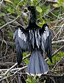 Florida 718 anhinga.jpg