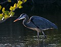 Florida 724 great blue heron.jpg