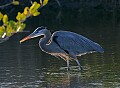 Florida 725 great blue heron.jpg