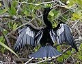 Florida 740 anhinga drying.jpg