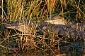 Florida 753 two alligators (great).jpg