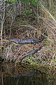 Florida 759 big ang little alligators.jpg