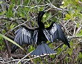 Florida 780 anhinga.jpg