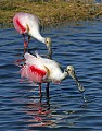 _MG_1878 roseate spoonbills feeding vertical.jpg