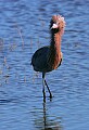 _MG_2008 reddish egret with breeding plummage.jpg