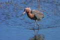 _MG_2012 redddish egret.jpg